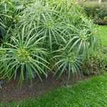 Cyperus alternifolius ശീലം