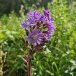 Lactuca alpina Kvet