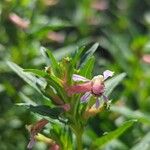 Cuphea aspera फूल