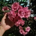 Dianthus caryophyllus 花