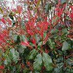 Photinia glabra Blad