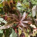 Ricinus communisList