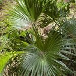 Washingtonia robusta برگ