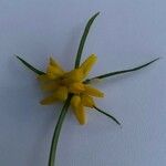 Coronilla securidaca Λουλούδι