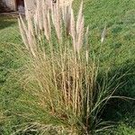 Cortaderia selloana Habit