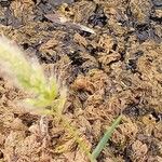 Polypogon monspeliensis Leaf