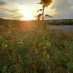 Helianthus annuus Облик