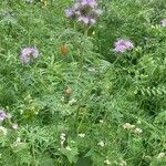 Phacelia tanacetifolia Hábito