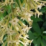 Cestrum aurantiacum Floare