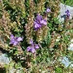 Scutellaria alpina Blüte