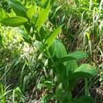 Polygonatum odoratumFlor