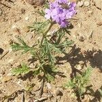 Glandularia gooddingii Flower