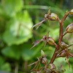 Neottia cordata Blodyn