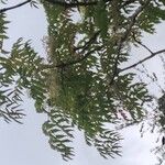 Ailanthus altissimaLeaf