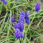 Muscari neglectum Guss. ex Ten. / Gemeine BisamhyazintheFlower