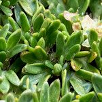 Azorella aretioides Hoja