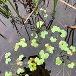 Ranunculus omiophyllus Leaf