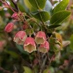 Vaccinium padifolium Flower