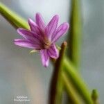 Epilobium brachycarpum Kvet