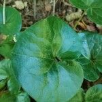 Asarum europaeumFolha