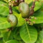 Anacardium occidentale फल