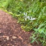 Anthericum ramosum Žiedas