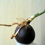 Cocos nucifera Otro