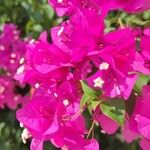 Bougainvillea glabraBlodyn