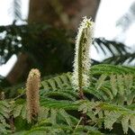 Pentaclethra eetveldeana Flower
