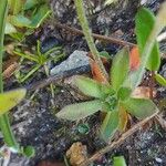 Androsace obtusifolia Likasa