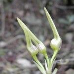 Bulbophyllum longiflorum ফুল
