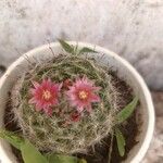 Mammillaria zeilmannianaFlower