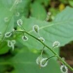 Circaea canadensis Fruit