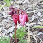 Dicentra formosa 花