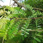 Amorpha fruticosa Листок