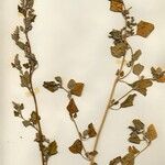 Chenopodium berlandieri ശീലം