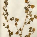 Chenopodium berlandieri Habit