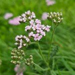 Achillea × roseoalba Blüte