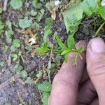 Ranunculus abortivus 葉