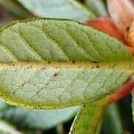 Rhododendron forrestii Blad