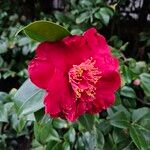 Camellia sasanqua Flower