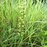 Platanthera flava Хабит