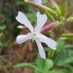 Saponaria officinalisЦветок