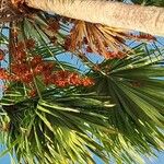 Saribus rotundifolius Fruit