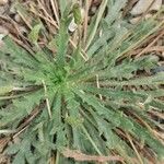 Plantago serraria Hoja