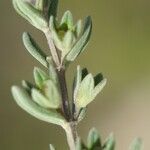 Teucrium brevifolium Deilen