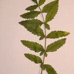 Rhus coriaria Otro