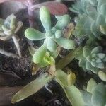 Sedum pachyphyllum List