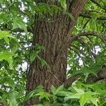 Liquidambar styraciflua 樹皮