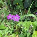 Geranium pyrenaicumFlower